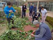 フラミンゴ農園はもうすぐ芋掘り!!!さつま芋のツルを刈って芋掘りの準備を開始しました。