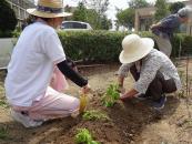 大葉の苗植えをしました。フラミンゴ初の大葉となります。