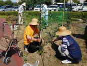 フラミンゴ農園では順調に作物が育っていますね、胡瓜、茄子、西瓜と夏野菜の成長が楽しみ!!!